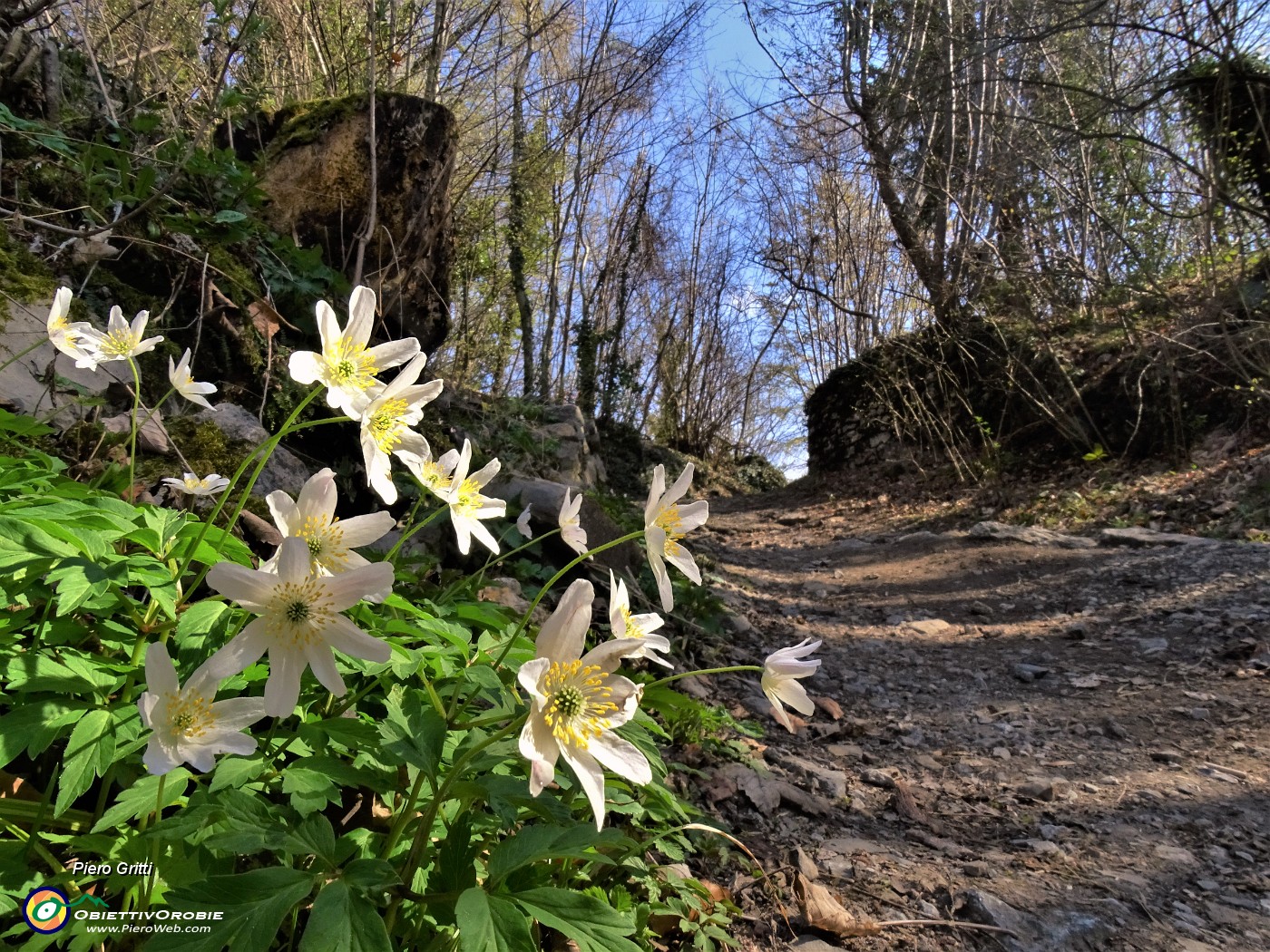 24 Anemoides nemorosa (Anemone dei boschi).JPG